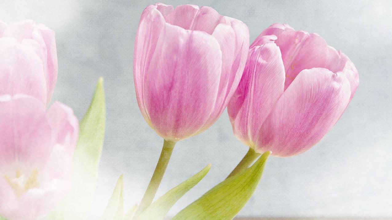 刷qq好友克隆好友网站免费