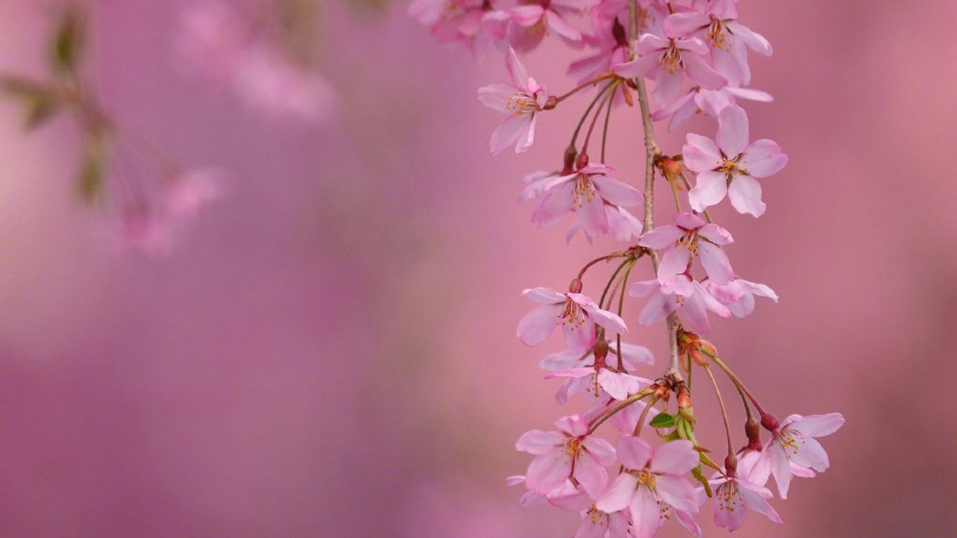 0.01抖音作品点赞自助