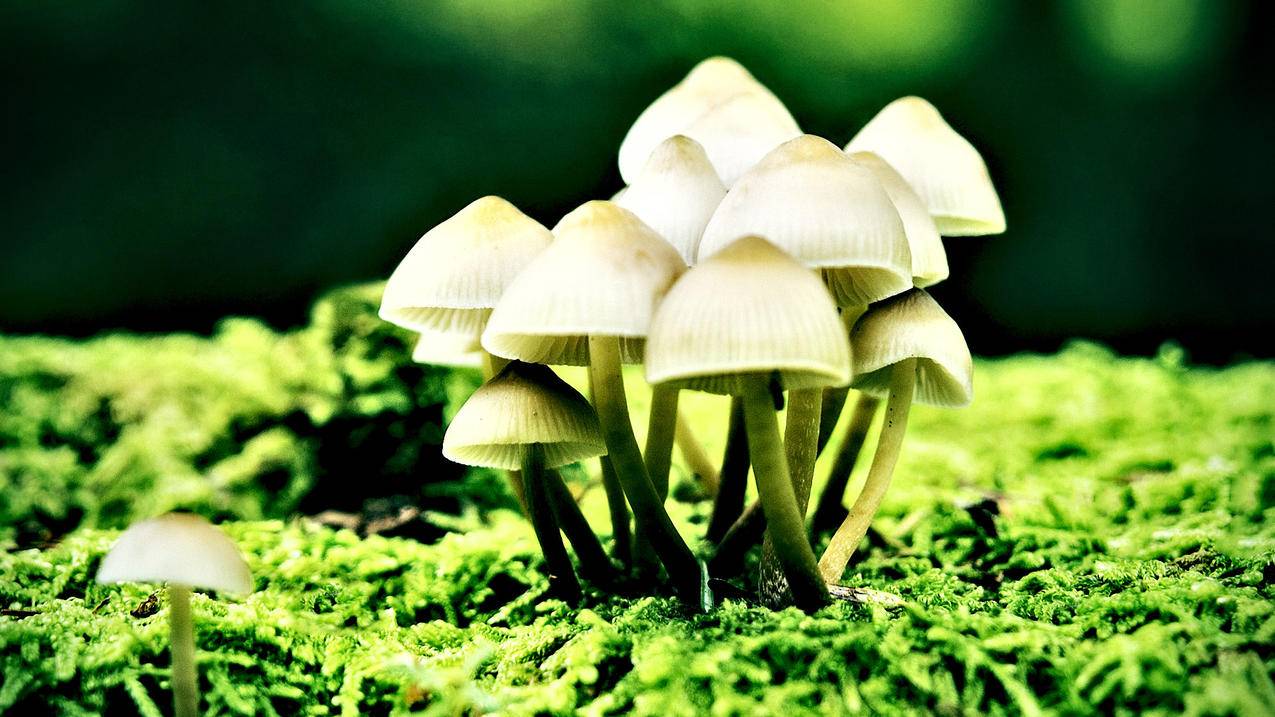 0.01抖音作品点赞自助