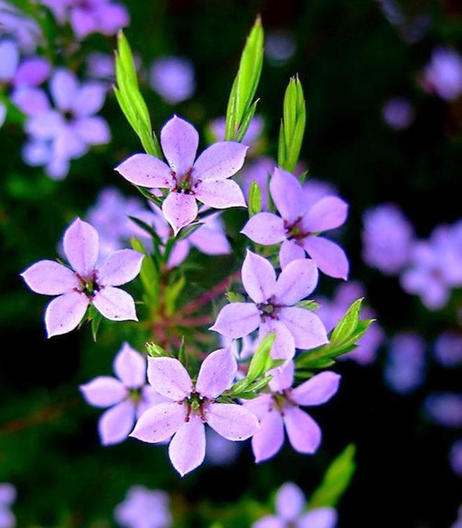 0.01抖音作品点赞自助