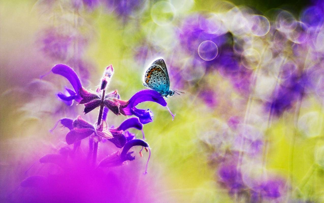 0.01抖音作品点赞自助